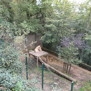 White lion - Parc animalier de Bouillon