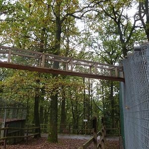 Squirrel monkey - Parc animalier de Bouillon