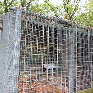 Squirrel monkey and azara's agouti - Parc animalier de Bouillon