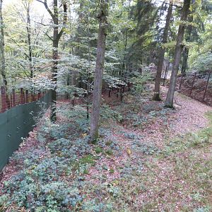 Striped hyena - Parc animalier de Bouillon