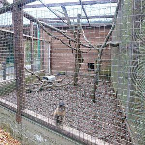 Brown capuchin - Parc animalier de Bouillon
