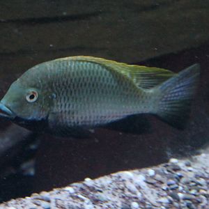 Cichlid ID