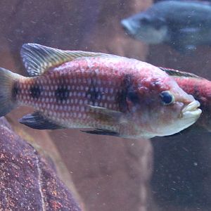 Fivestar general - Hemichromis elongatus