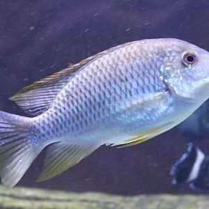 Cichlid ID