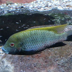 Cichlid ID - with young