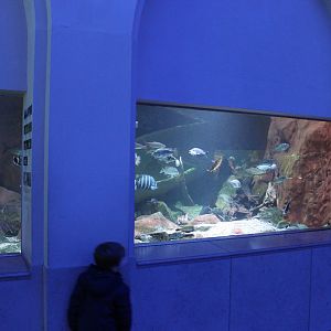 Aquarium African freshwater fish