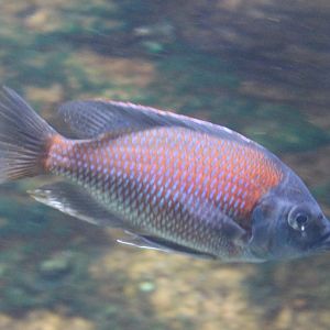 Itungi sand-sifter - Lethrinops Red Cap Itungi