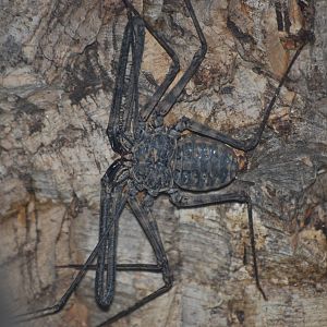 Tanzanian Tailless Whip-scorpion