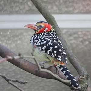 Red-and-yellow barbet