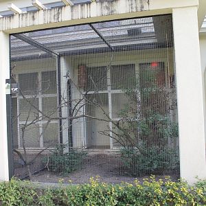 Aviary Red-and-yellow barbet