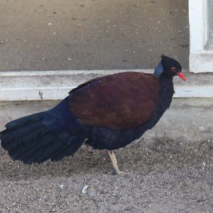 Bronze-naped pheasant-pigeon