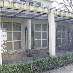 Pheasant-pigeon - Passerine aviary