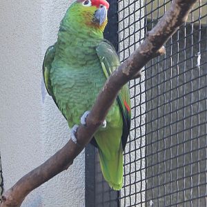 Ecuadorian red-lored amazon