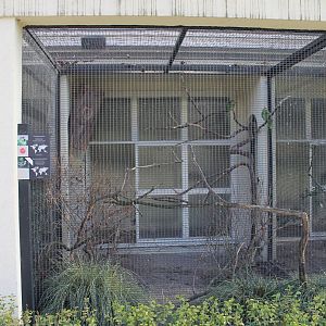 Aviary Ecuadorian red-lored amazon