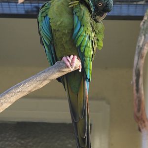 Blue-headed macaw