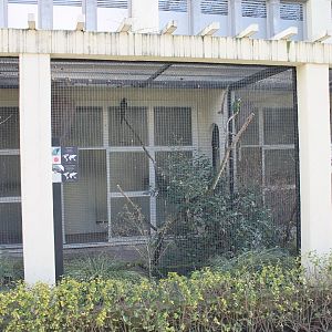 Aviary Blue-headed macaw