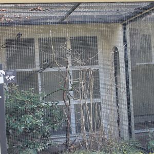 Aviary Blue-faced honey-eater