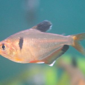 Hyphessobrycon callistus