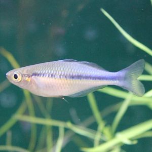 Melanotaenia lacustris