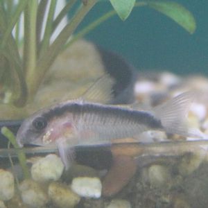 Corydoras arcuatus