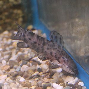 Hoplosternum thoracatum