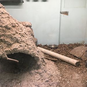 Yellow Mongoose Indoor Exhibit