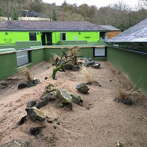 Yellow Mongoose Exhibit