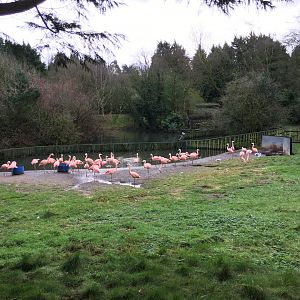Flamingo Exhibit