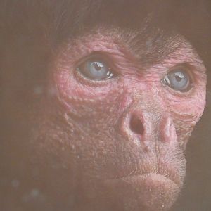 Red-faced Spider Monkey