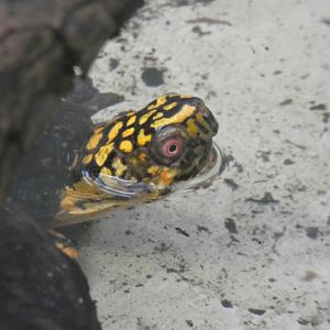 Three-toed Box Turtle