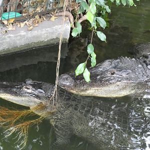 American Alligators