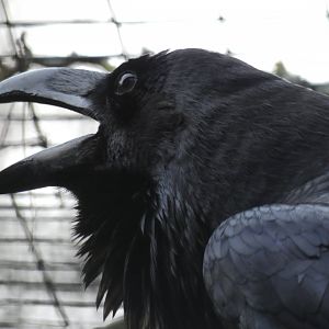 Raven