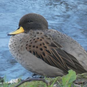Yellow-billed Duck