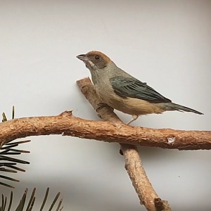 Burnished-buff tanager - Tangara cayana