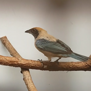 Burnished-buff tanager - Tangara cayana