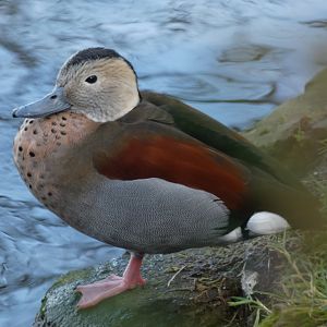 Ringed Teal