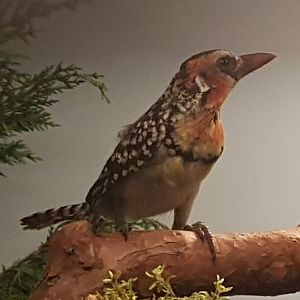 Red-and-yellow barbet