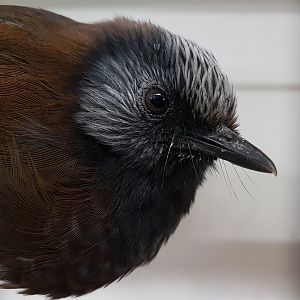Red-winged laughing-thrush - Garrulax formosus