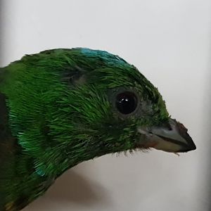 Blue-crowned chlorophonia - Chlorophonia occipitalis
