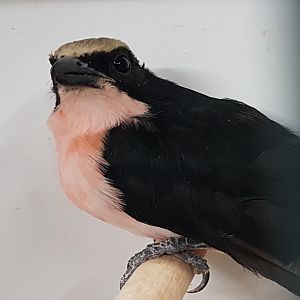 Yellow-crowned gonolek