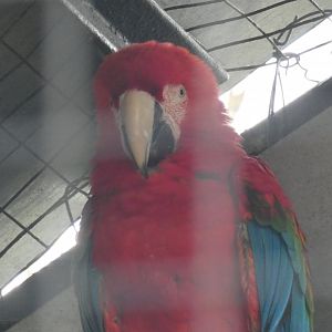 Hybrid Macaw (Green-winged Macaw X Scarlet Macaw)