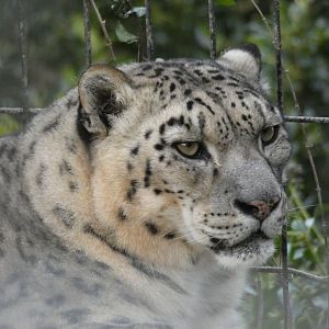 Snow Leopard