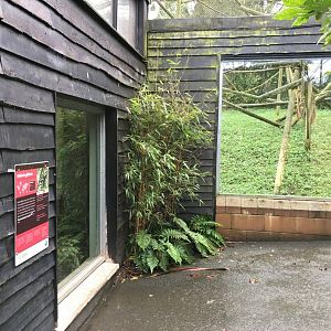 Moloch gibbon exhibit