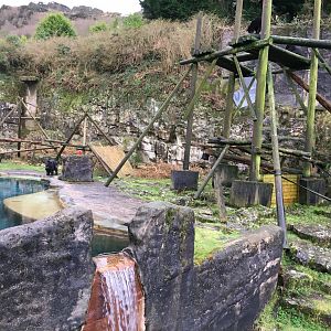 Spectacled Bear exhibit