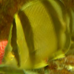 Threeband butterflyfish