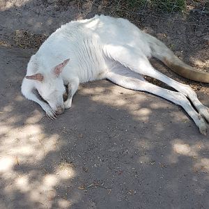 Albino Grey Kangaroo