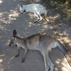 Grey Kangaroos