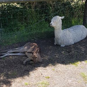 Alpaca guardian