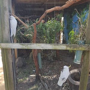 Cocky aviary