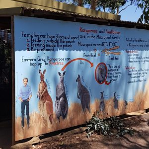 Kangaroo educational sign